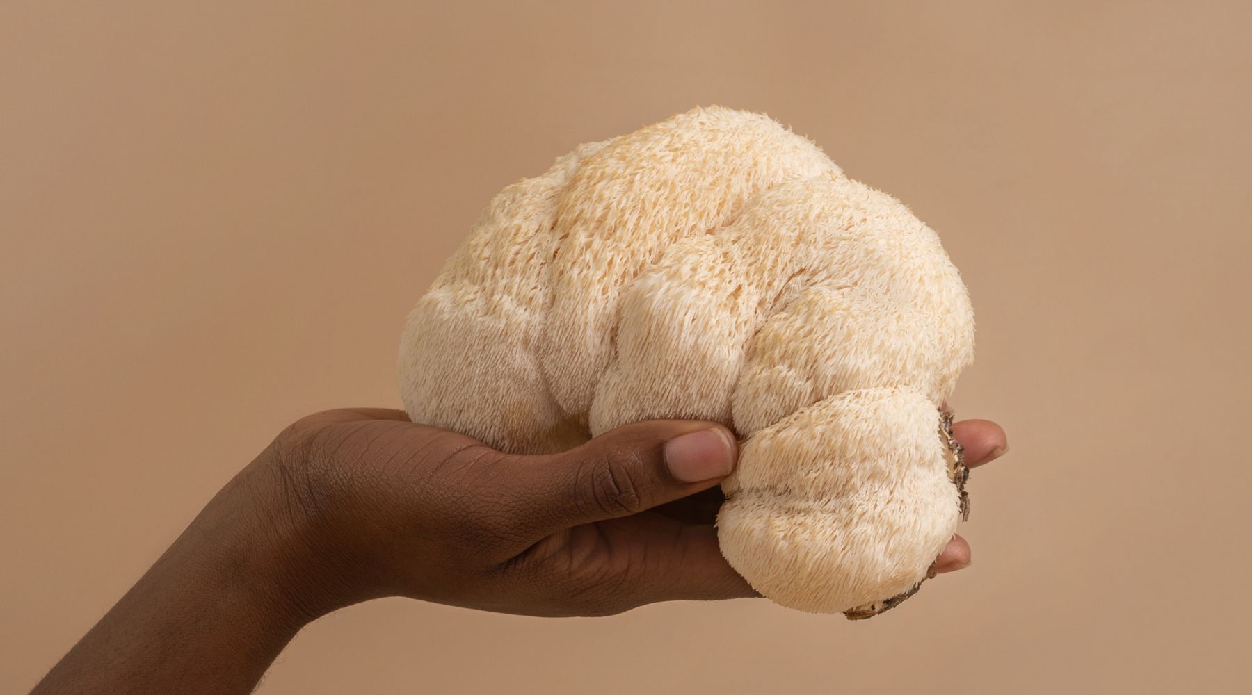 Hand holding lion's mane mushroom