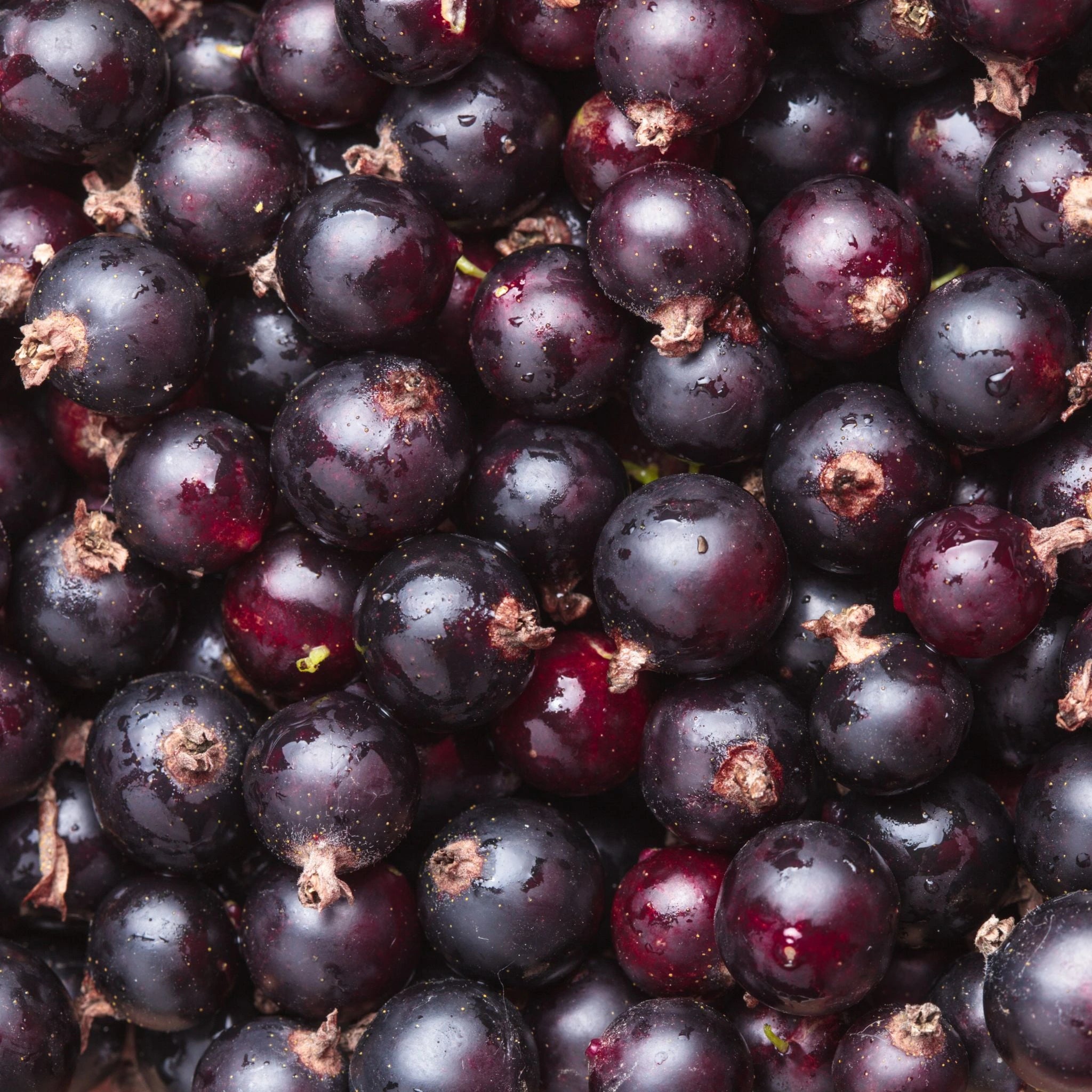 Close-up of fresh blackcurrants used in Neuroberry⁺® extract, a potent natural source of antioxidants and anthocyanins to support brain health, mental clarity, and cognitive performance.