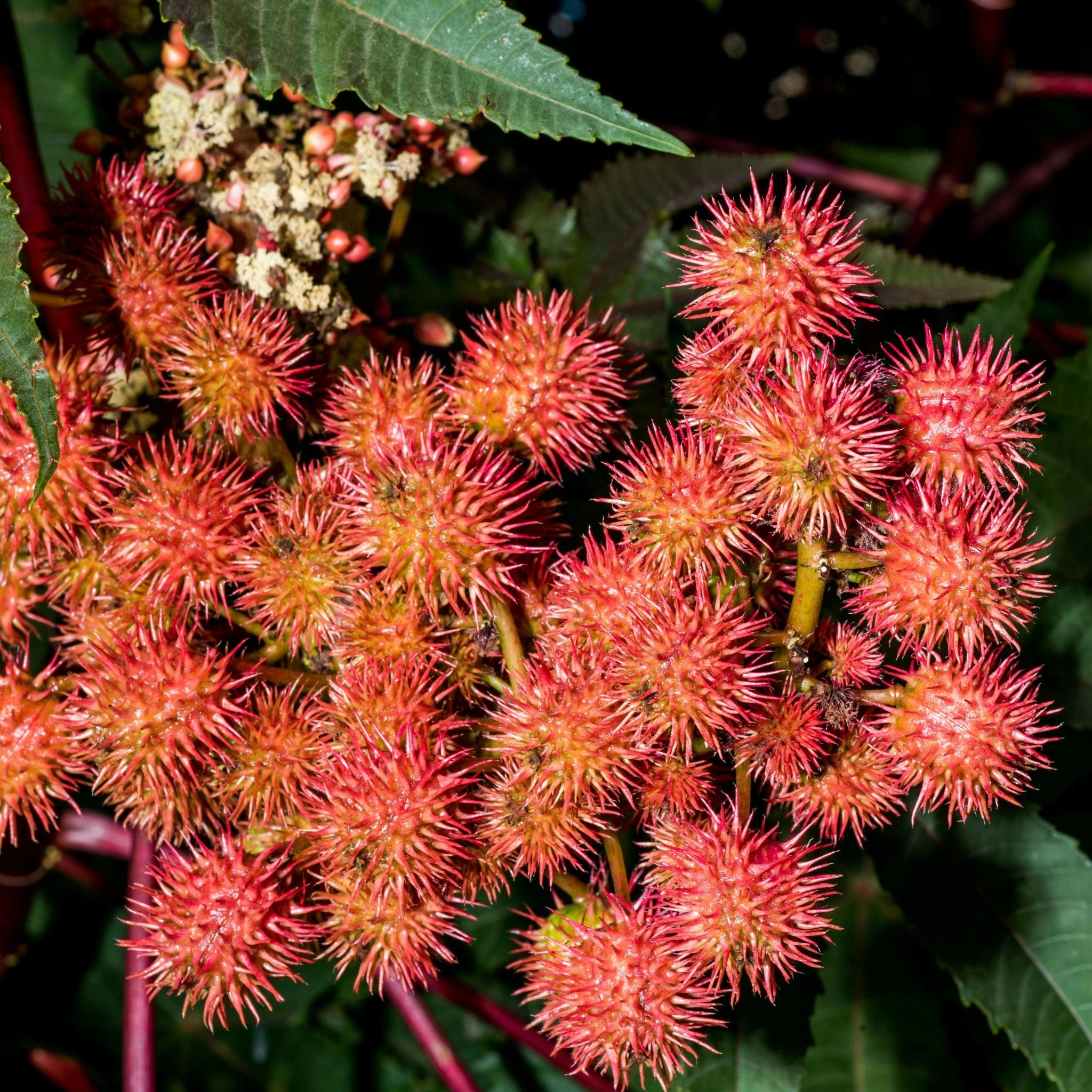 castor plant the source of nutrient-rich black castor seed oil known for promoting hair growth, scalp health, and skin nourishment.