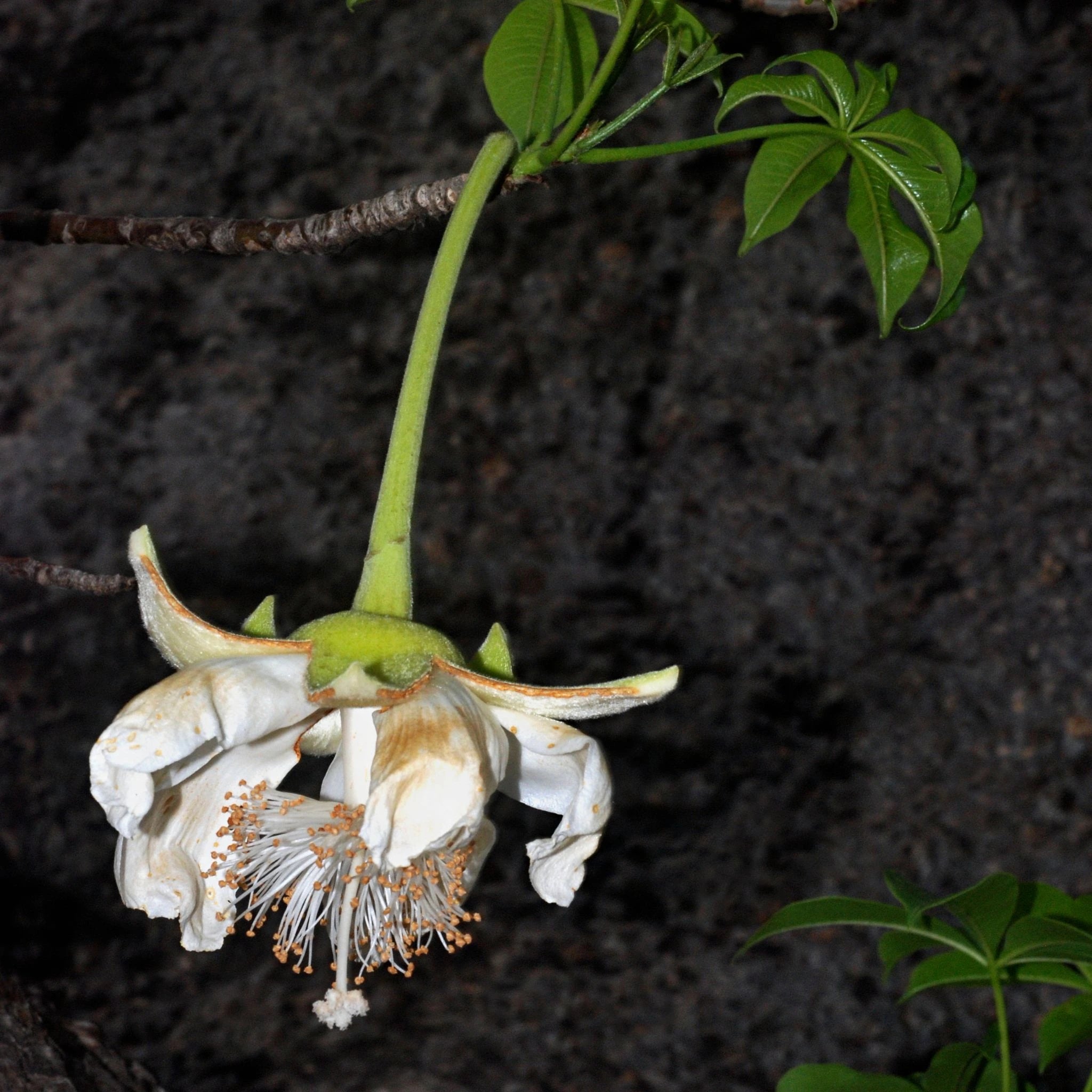 Boab flower from the boab tree, traditionally used for its high antioxidant and vitamin C content in skincare and wholefood wellness to promote rejuvenation and radiance.