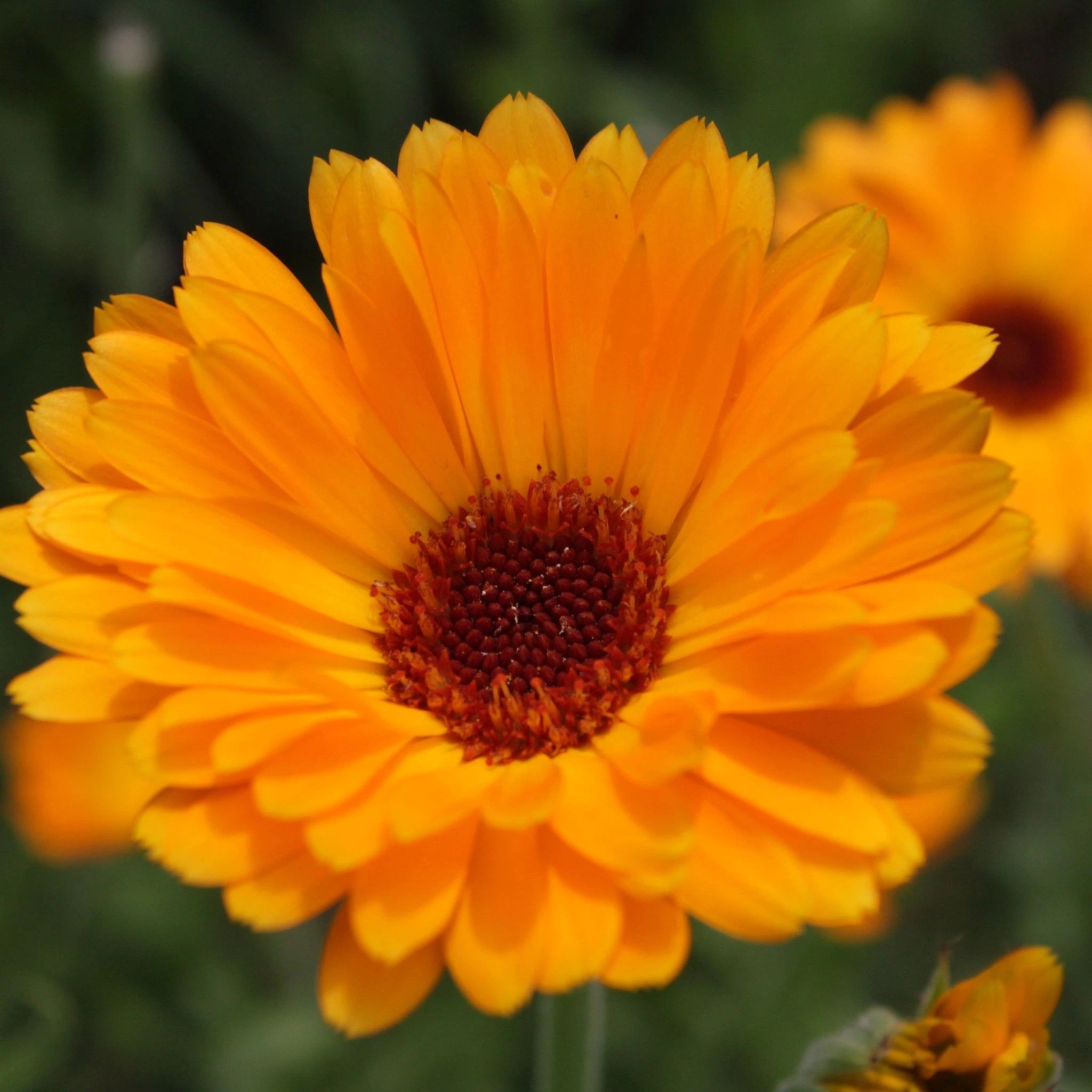 Close-up of vibrant Calendula officinalis flower, a soothing botanical known for its anti-inflammatory, skin-healing, and calming benefits in natural skincare and wellness formulations.