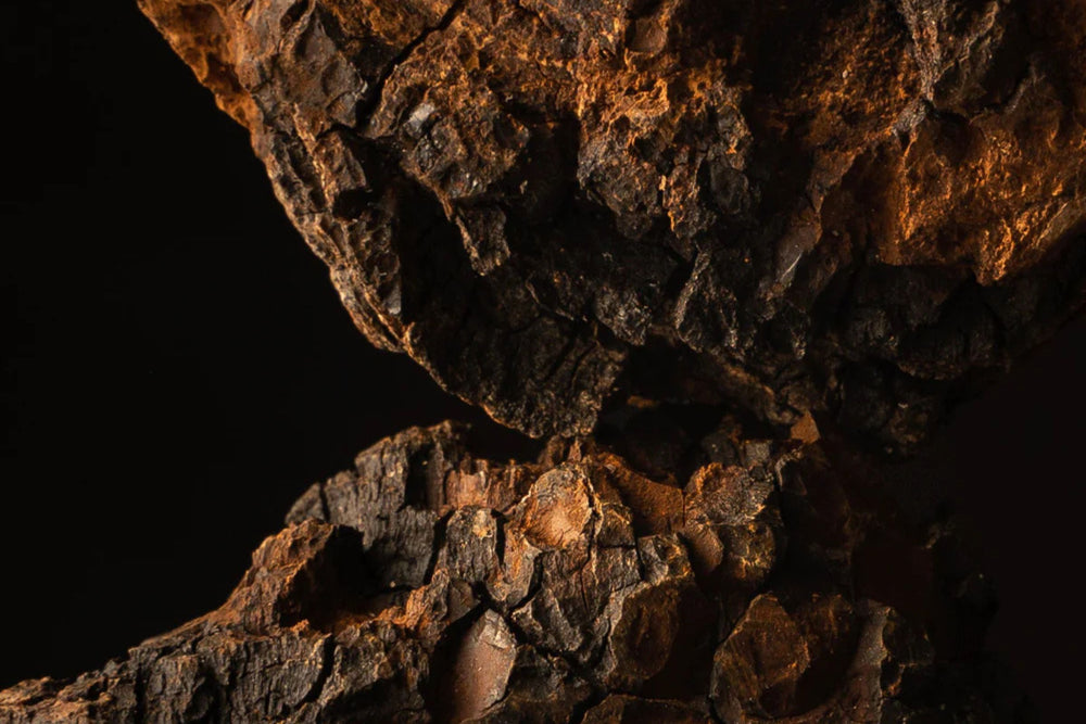 Close-up of wild Chaga mushroom with dark, cracked surface texture – a powerful adaptogen for immune support and antioxidant benefits.