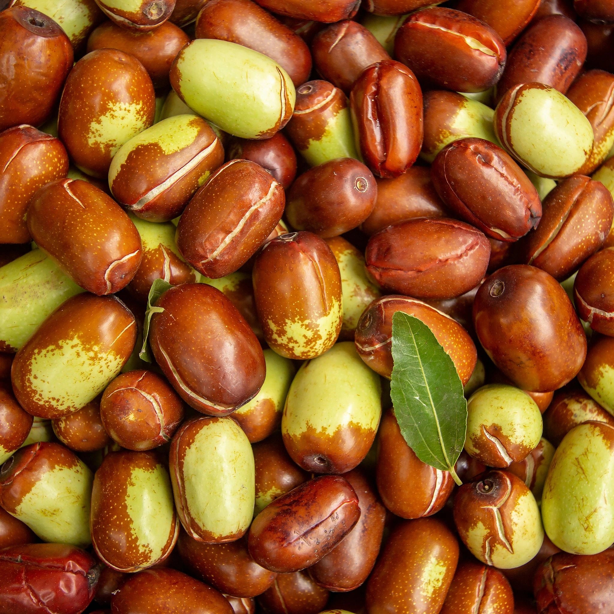 Fresh jojoba fruits, the source of nutrient-rich jojoba oil known for its skin-balancing, anti-inflammatory, and nourishing properties in skincare and wellness formulations.