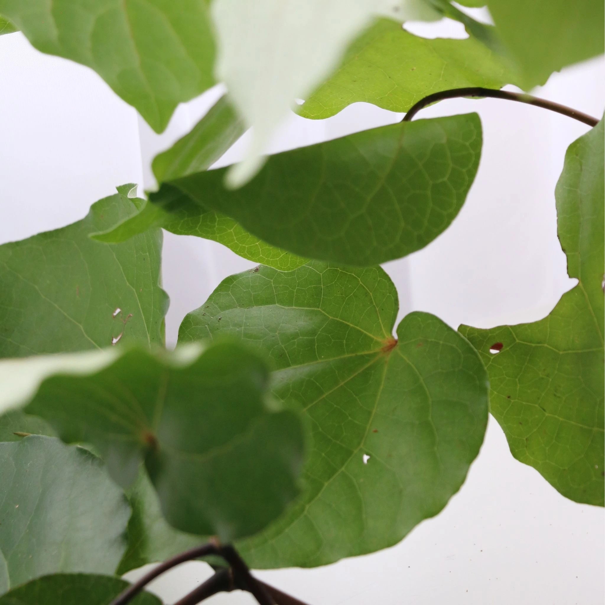 Fresh kawakawa leaves from Aotearoa New Zealand used in traditional Māori healing and modern natural skincare for their soothing, anti-inflammatory, and antibacterial benefits.