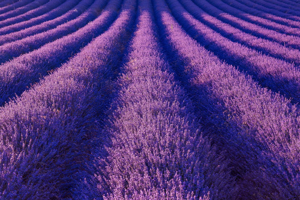 Rows of blooming Lavandula angustifolia (lavender) in a vibrant purple field – a calming botanical known for its soothing aroma, used in natural skincare, wellness and aromatherapy at Intentionally Natural NZ.