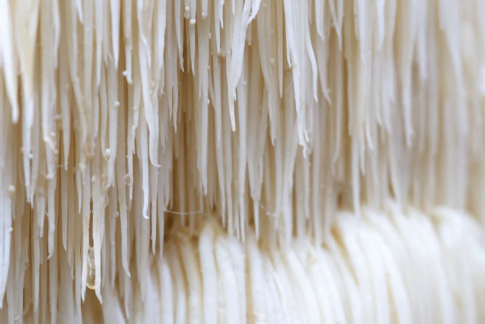Close-up of fresh Lion’s Mane mushroom with natural white tendrils