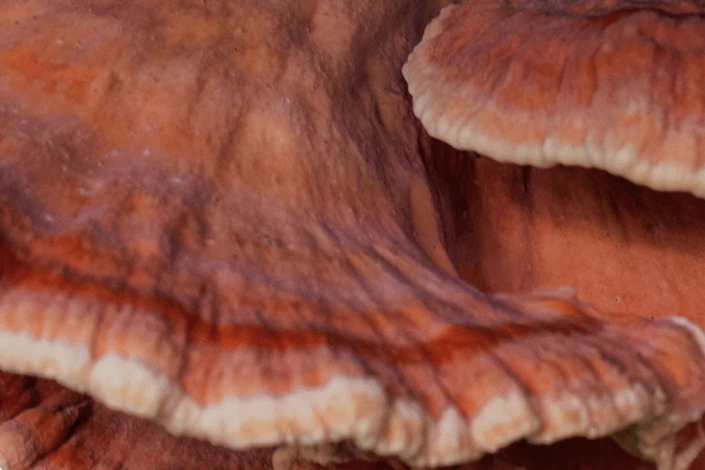 Organic Reishi mushroom adaptogen supporting calm and natural wellbeing