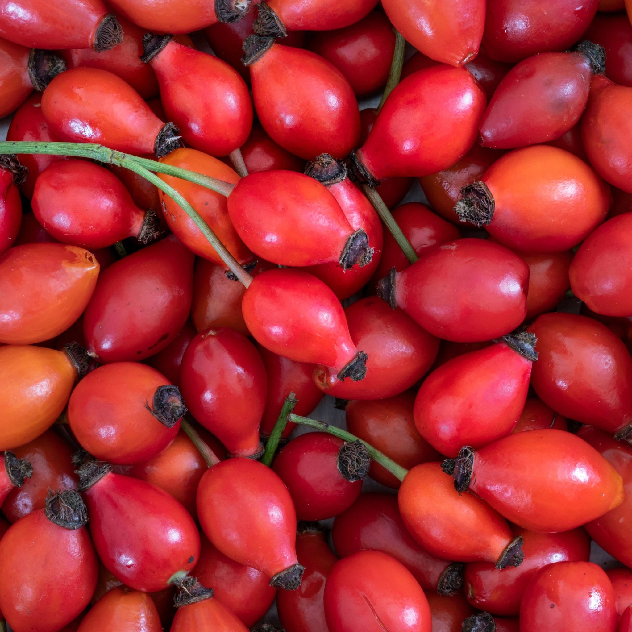 Close-up of fresh rosehips, a natural source of vitamin C and antioxidants used in skincare and wellness products to promote collagen production, brighten skin, and support immune health.