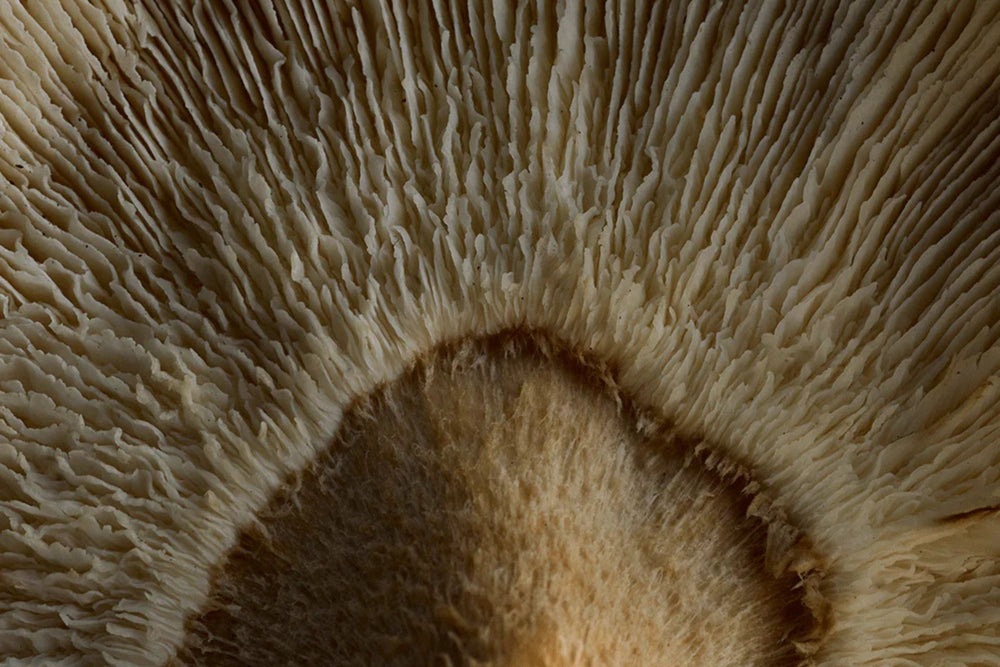 Detailed view of Shiitake mushroom gills – nutrient-rich adaptogen