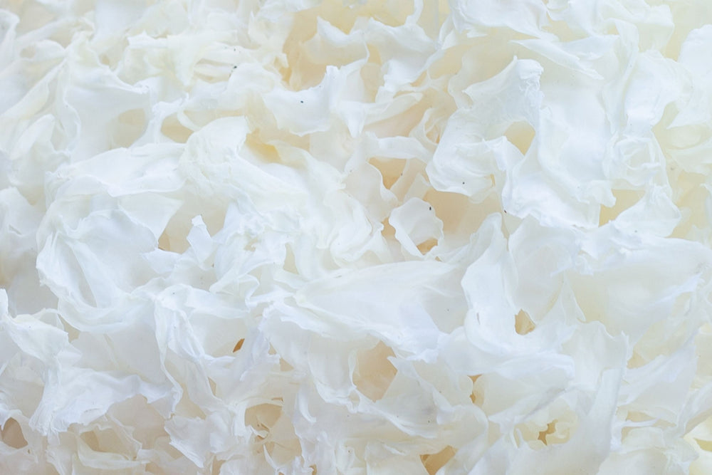 Close-up of dried Tremella mushroom, also known as snow fungus or white jelly mushroom – prized for skin hydration and beauty support.