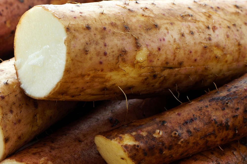 Close-up of Dioscorea villosa (wild yam) root – a phytoestrogen-rich botanical used to support hormonal balance and skin elasticity in natural skincare.