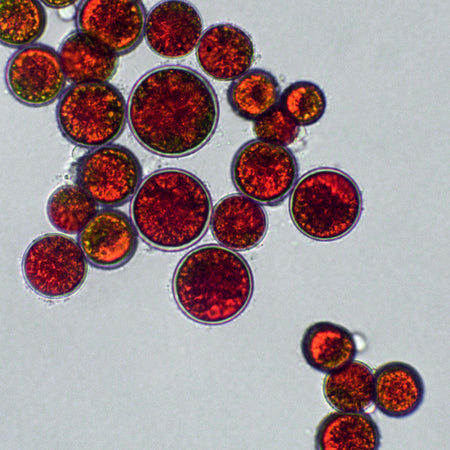 Microscopic view of natural Astaxanthin, a powerful antioxidant used in skin, health and wellness products.