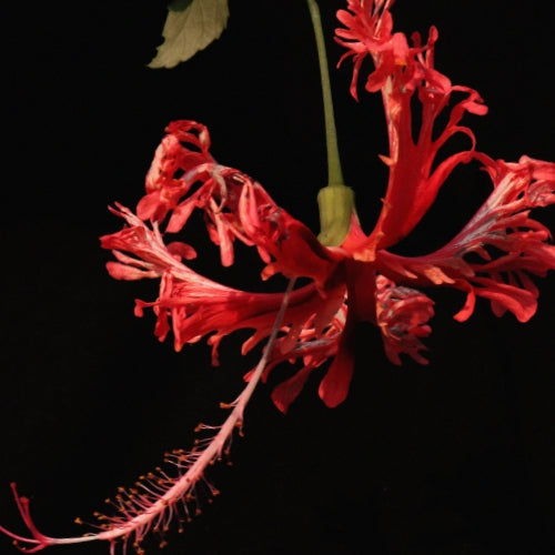 Ayurveda medicinal plants