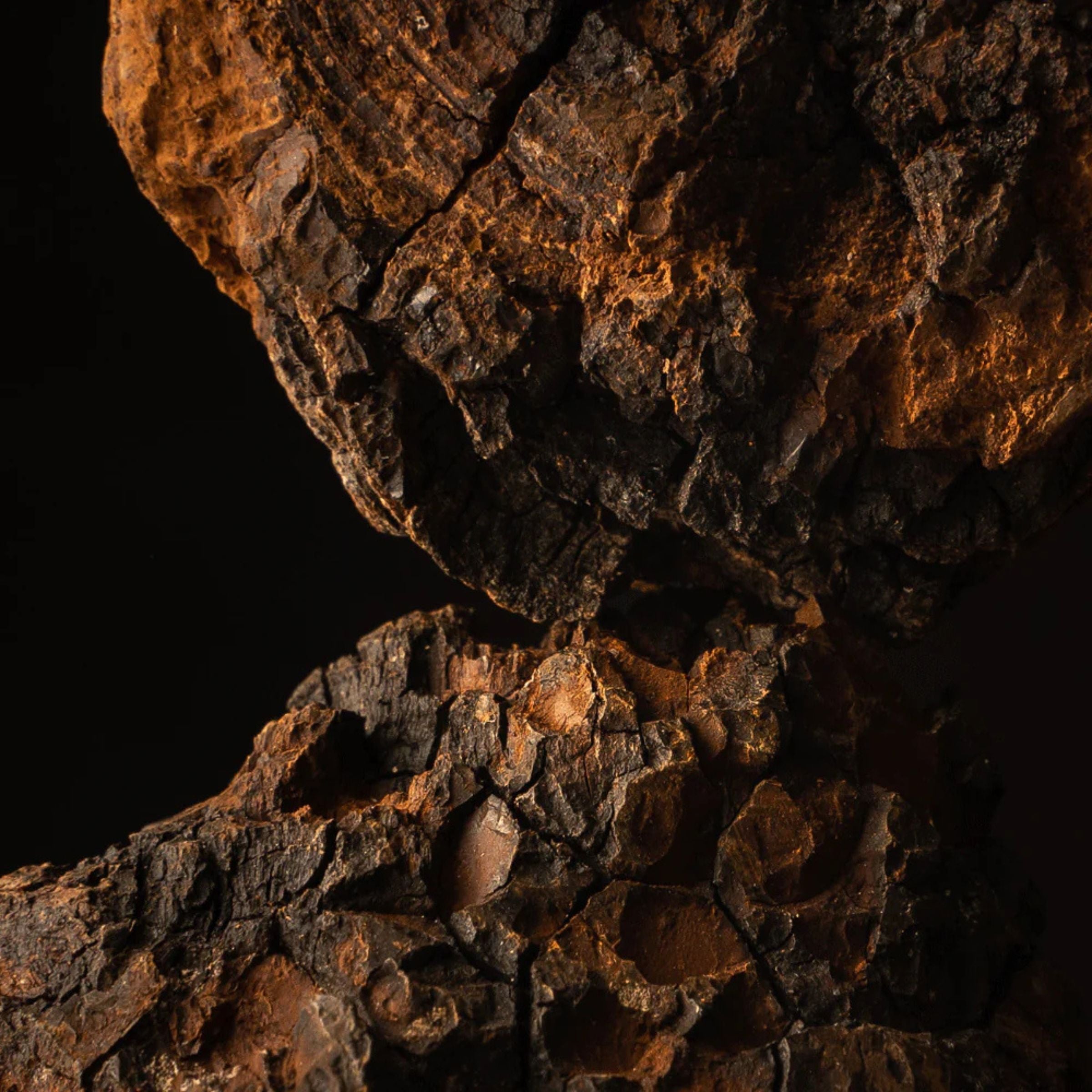 Close-up of wild-harvested chaga mushroom. Known for its high antioxidant content and immune-supporting properties.