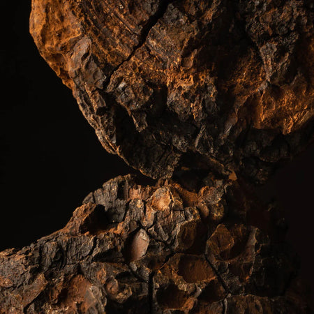 Close-up of wild-harvested chaga mushroom. Known for its high antioxidant content and immune-supporting properties.