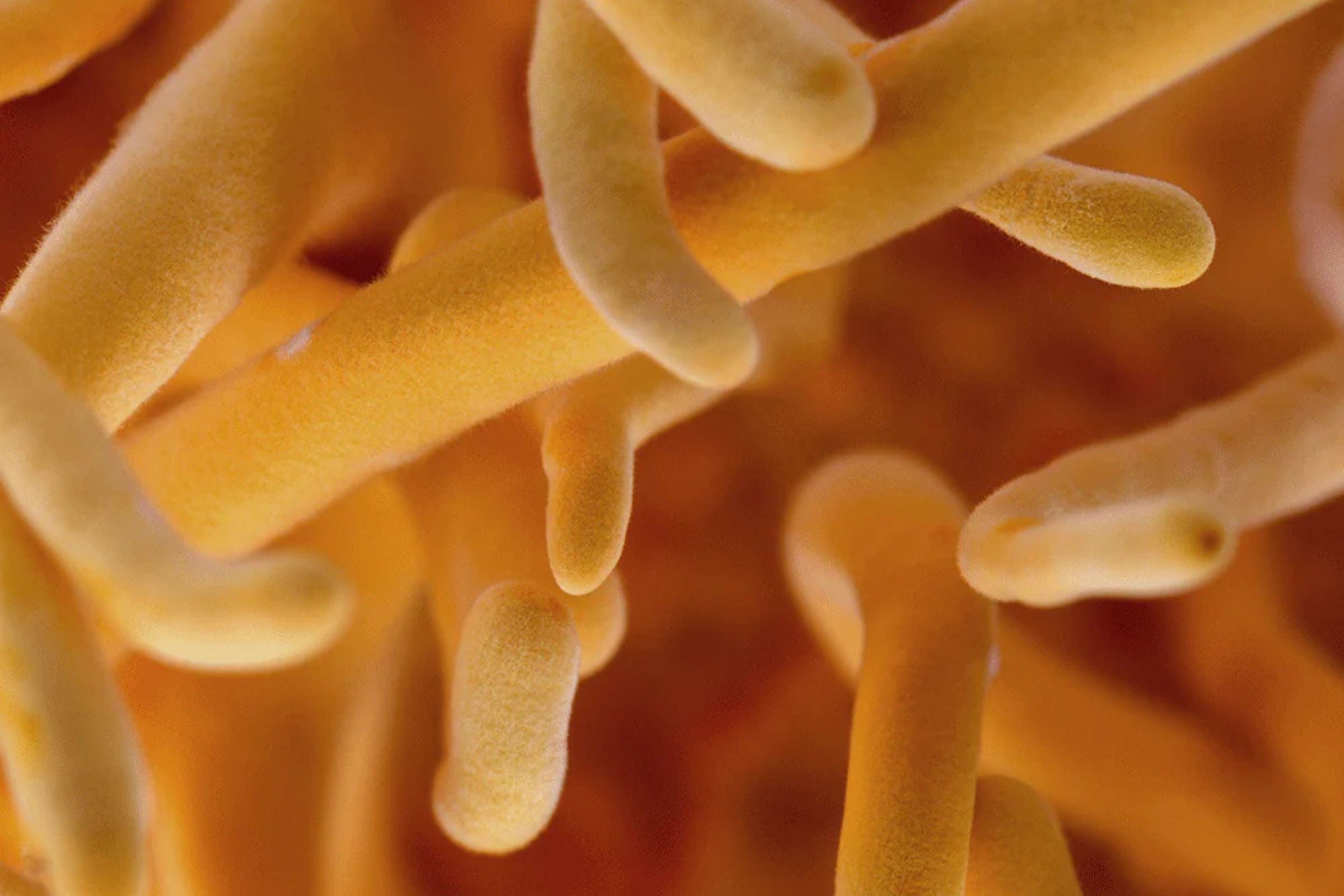 Mother Made AM blend with Cordyceps