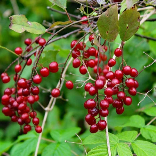 Schisandra berry 