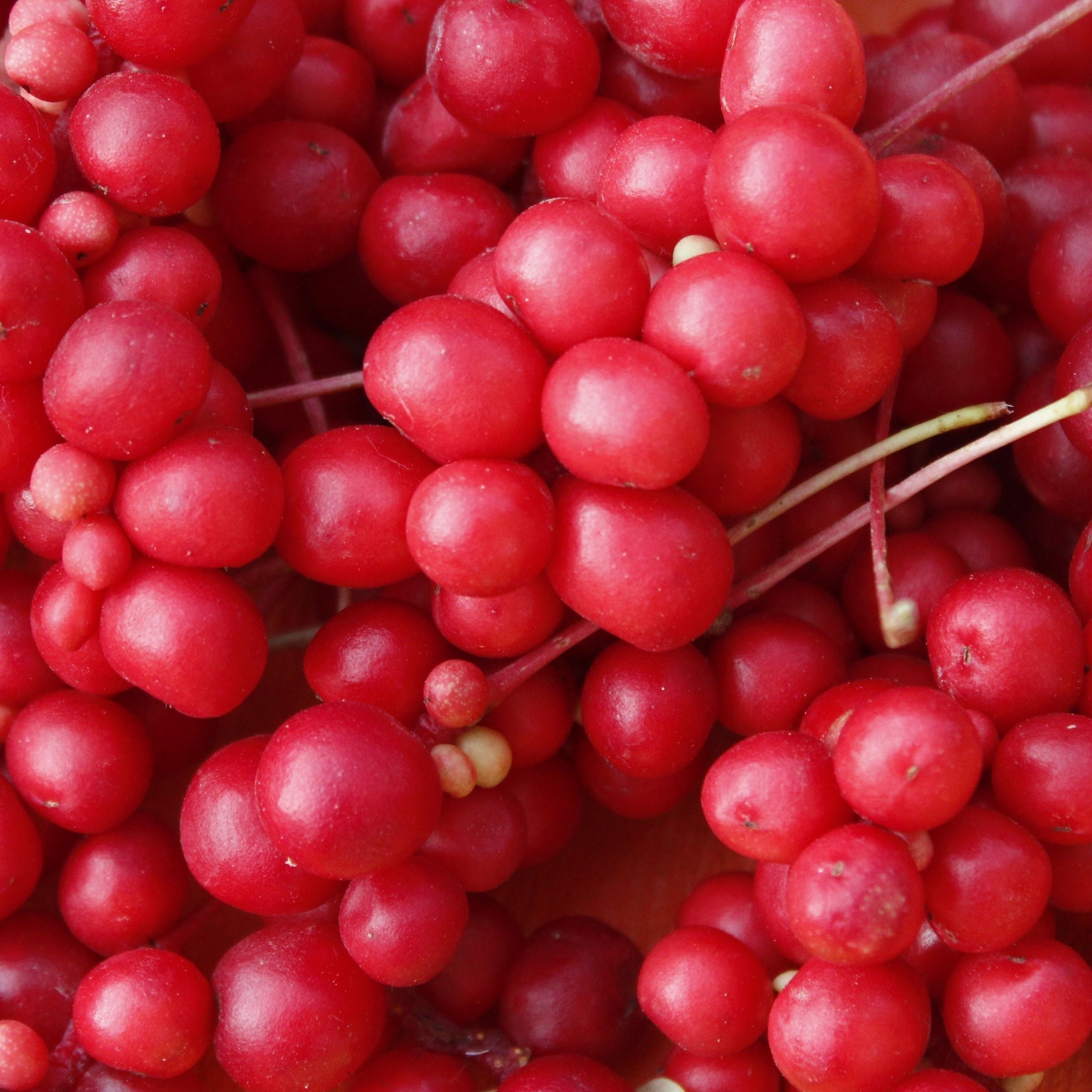 Close-up of vibrant red Schisandra berries, a potent adaptogen known for supporting stress resilience, liver health and skin vitality.