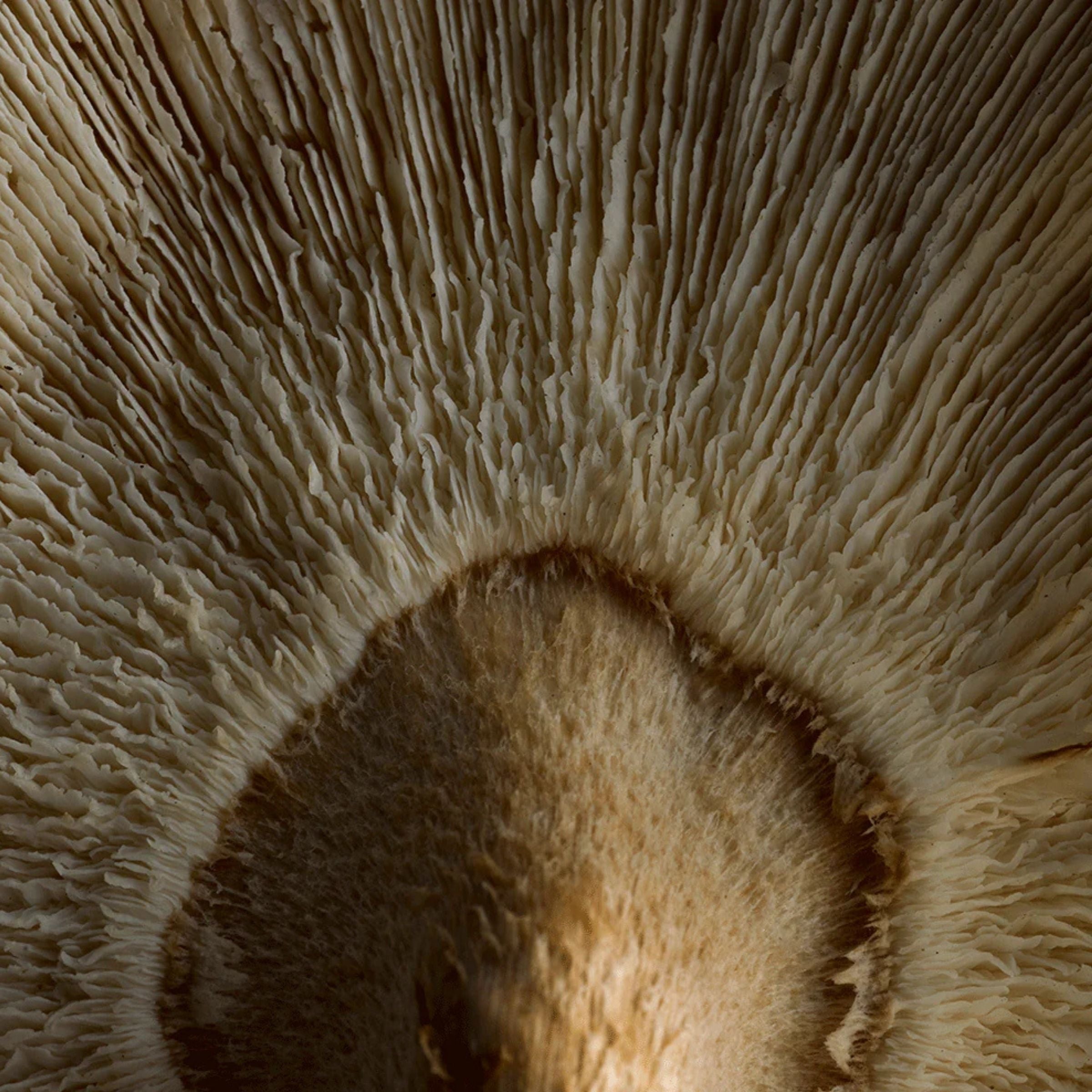 Detailed view of a Shiitake mushroom gills, showcasing its natural texture. Valued for its adaptogenic and immune-supporting properties in wellness powders and supplements.