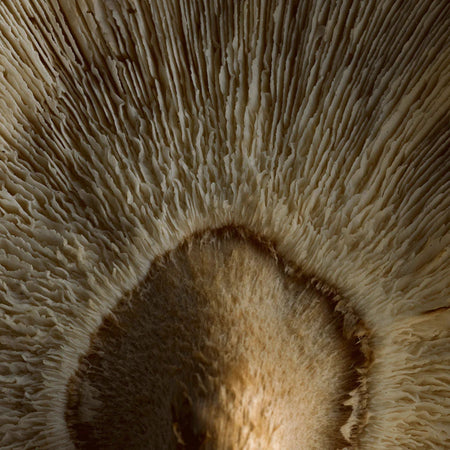 Detailed view of a Shiitake mushroom gills, showcasing its natural texture. Valued for its adaptogenic and immune-supporting properties in wellness powders and supplements.