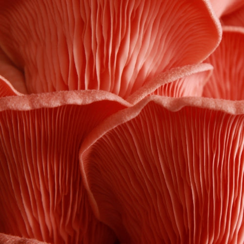 Medicinal mushroom 
