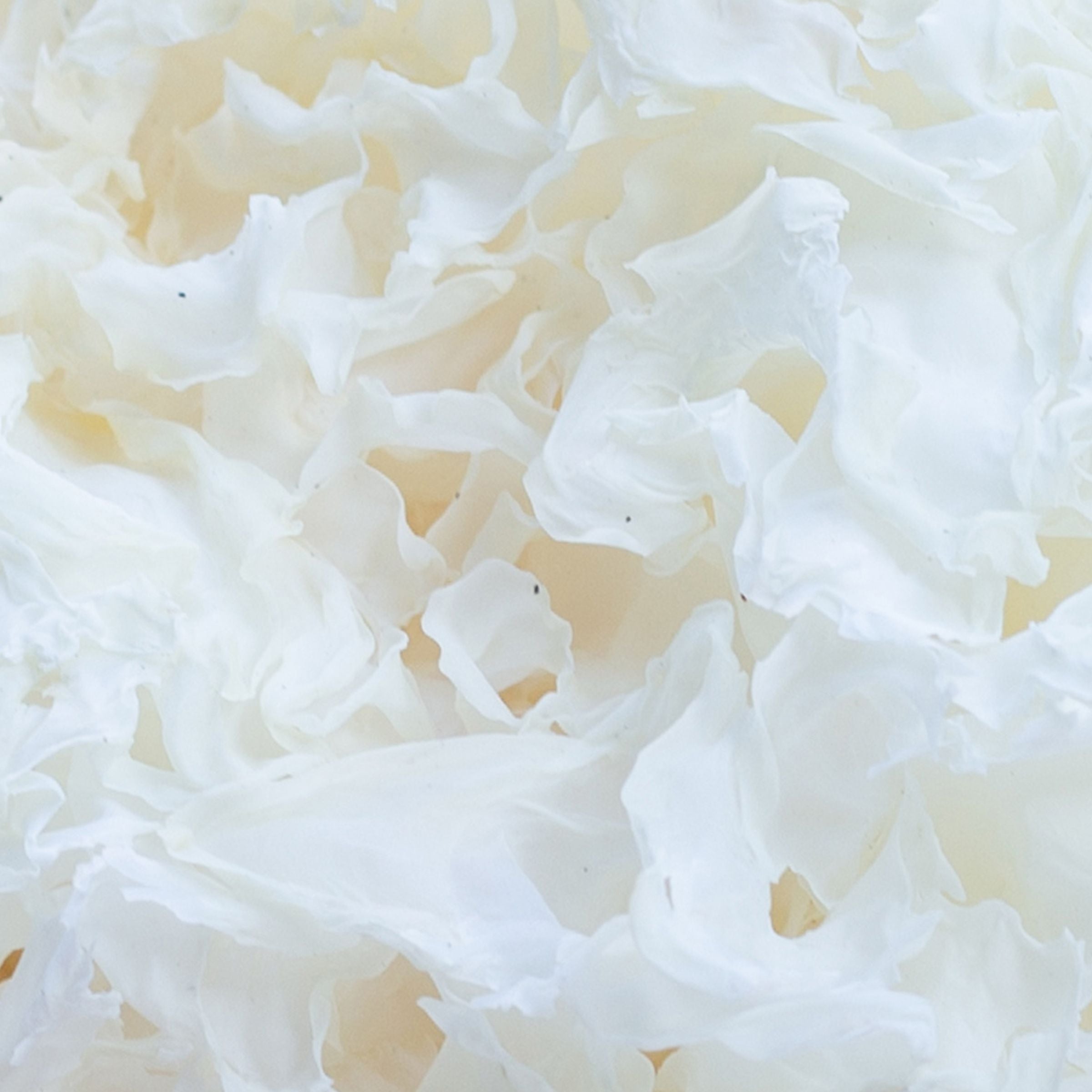 Close-up of Tremella mushroom (Tremella fuciformis), a natural source of plant-based hydration and collagen support, used in skincare and wellness products