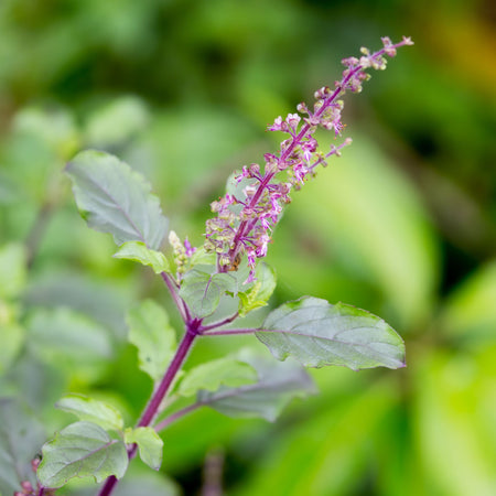 Close-up of blooming Tulsi (Holy Basil) plant with purple flowers and green leaves.