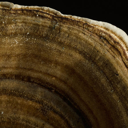 Close-up of Turkey Tail mushroom layers, highlighting its unique concentric bands and textured surface. Known for its immune-supporting compounds and gut health benefits.