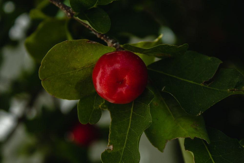 Fresh acerola cherry (Malpighia glabra) on the branch, a natural source of vitamin C for skin radiance and stress support.