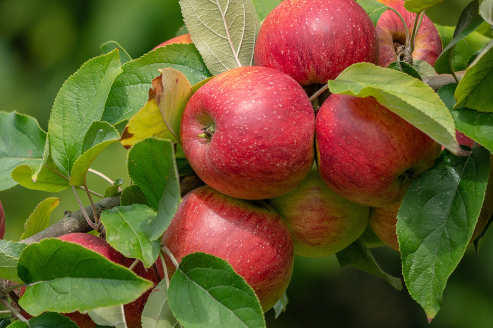 Fresh red apples on tree branch used as a natural source of apple extract in beauty and wellness products.