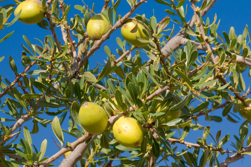 Argania Spinosa (Argan) fruit on tree, a rich natural source of essential fatty acids and vitamin E, used in skincare for its deep hydration and skin-repairing benefits.
