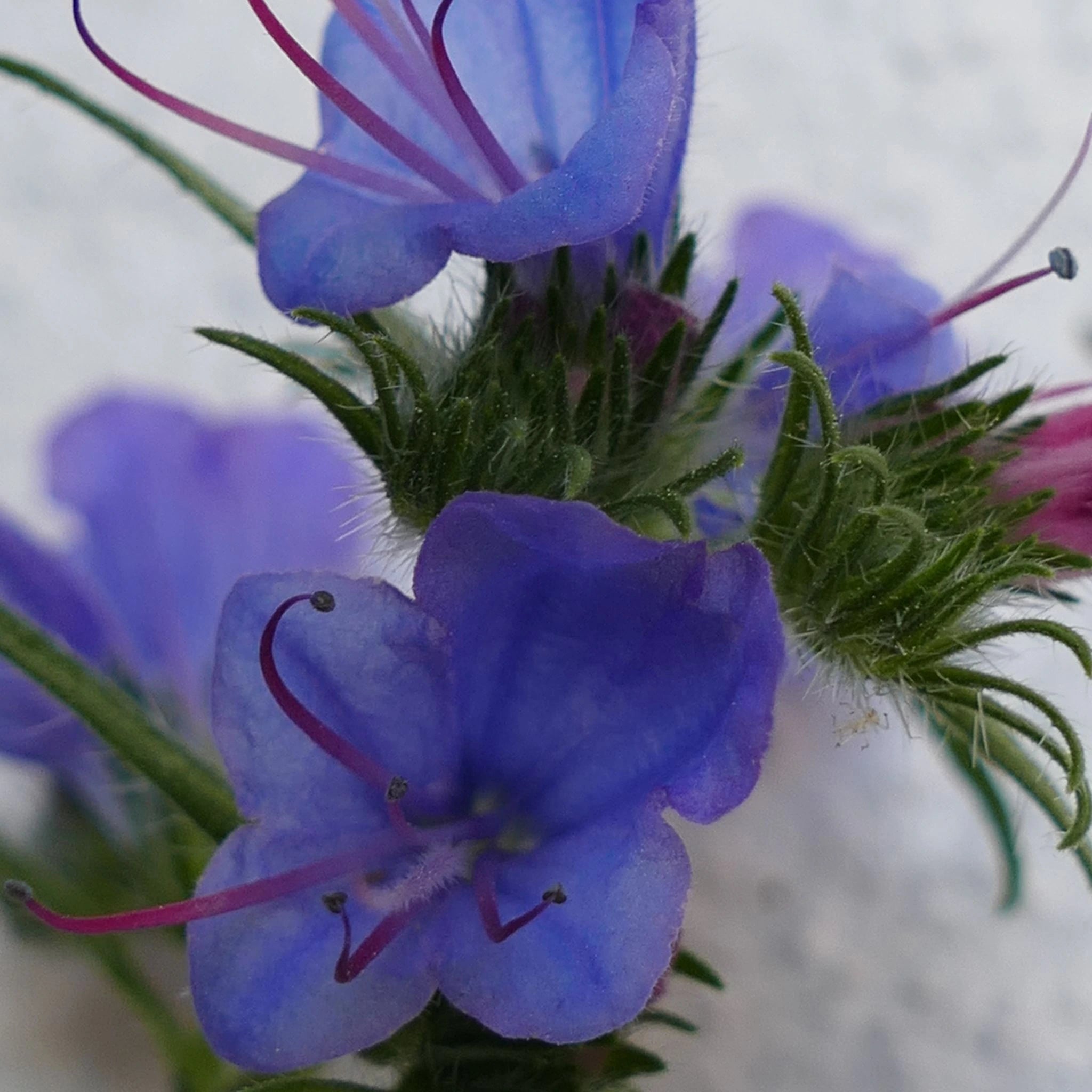 Close-up of Alkanet root flower showcasing the vibrant purple hue of this natural botanical used for its skin-soothing and plant-based pigment properties in natural skincare.