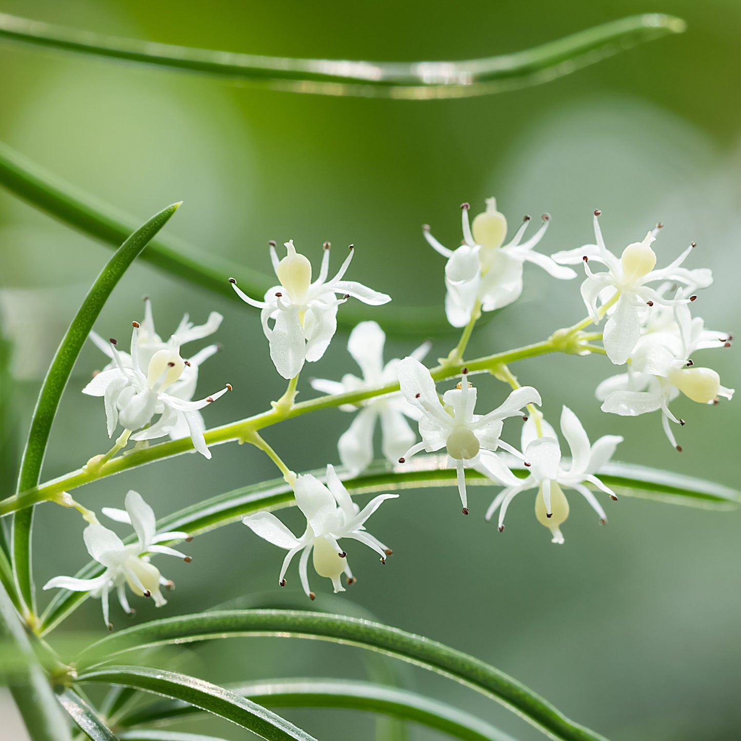 Close-up of delicate white Shatavari (Asparagus racemosus) flowers, the Ayurvedic herb featured in Organic India Shatavari