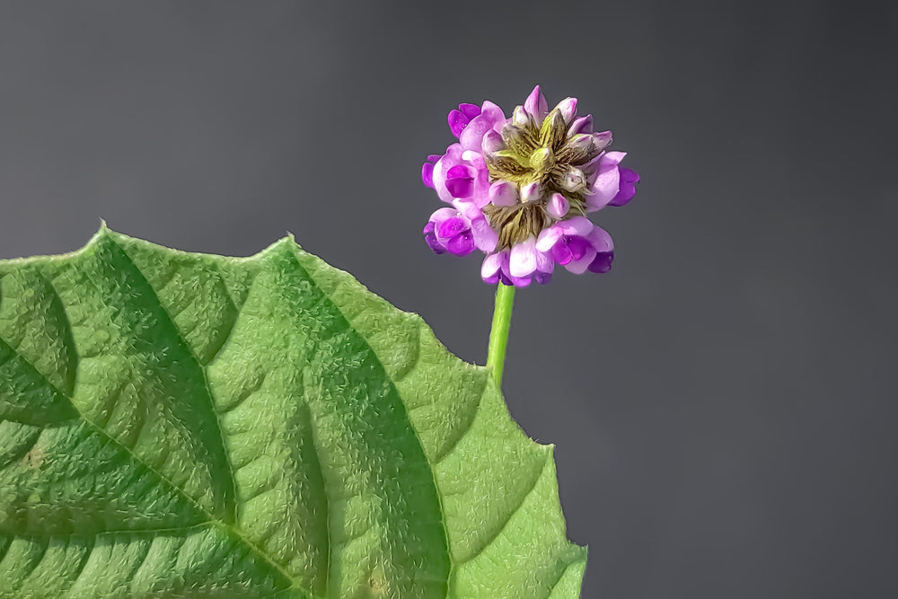 Psoralea Corylifolia flower – source of Bakuchiol, a natural plant-based alternative to retinol used in natural and organic beauty and skincare to reduce fine lines, improve skin tone and support collagen without irritation.