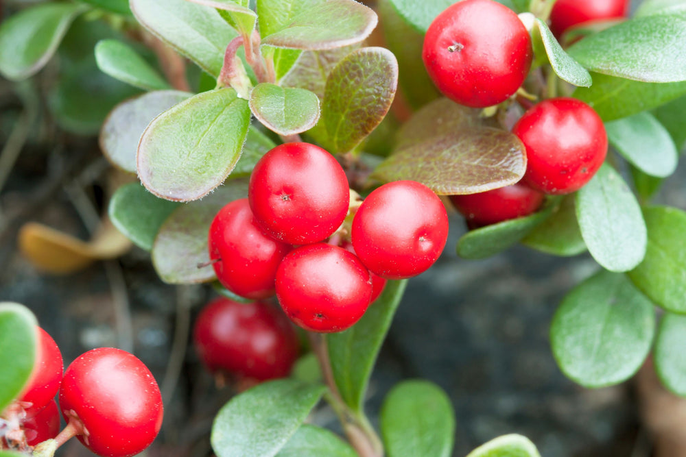 Close-up of bearberry (Arctostaphylos uva-ursi) with bright red berries – a natural skincare ingredient known for its gentle skin-brightening and pigmentation-reducing properties due to its arbutin content.