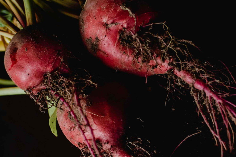Close-up of three red beetroot (Beta vulgaris) with green tops and dark roots, still covered with soil, against a very dark background.