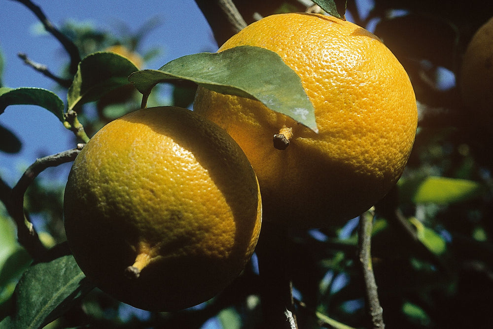 Close up of Citrus bergamia bergamot fruit growing on the tree used in tea blends skincare, beauty, health and wellness products.