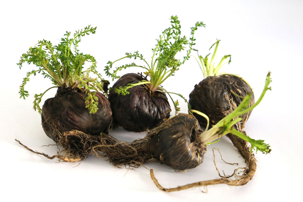 Black Maca used in health and wellness formulations for stamina, mood, cognitive clarity and vitality 