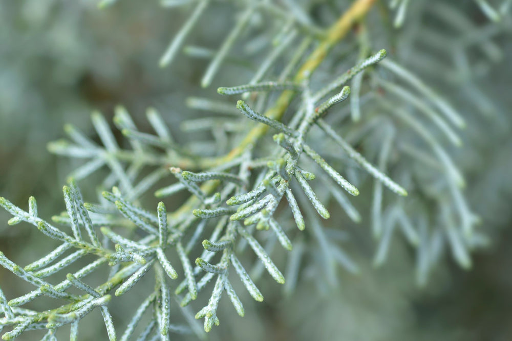 Callitris intratropica Blue Cypress foliage close up, fine textured green branch detail showing botanical source of Blue Cypress wood oil used in natural skincare beauty and wellness formulations for soothing and skin support.