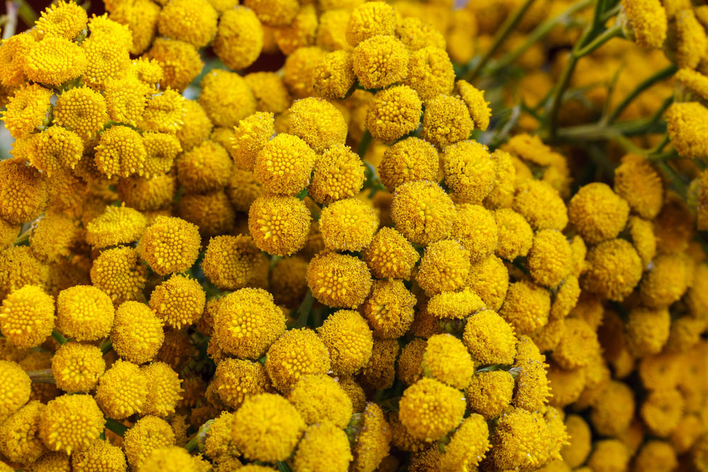 Blue tansy flowers close up, vibrant yellow button blooms of Tanacetum annuum used in natural skincare and beauty products for calming soothing and balancing sensitive skin.
