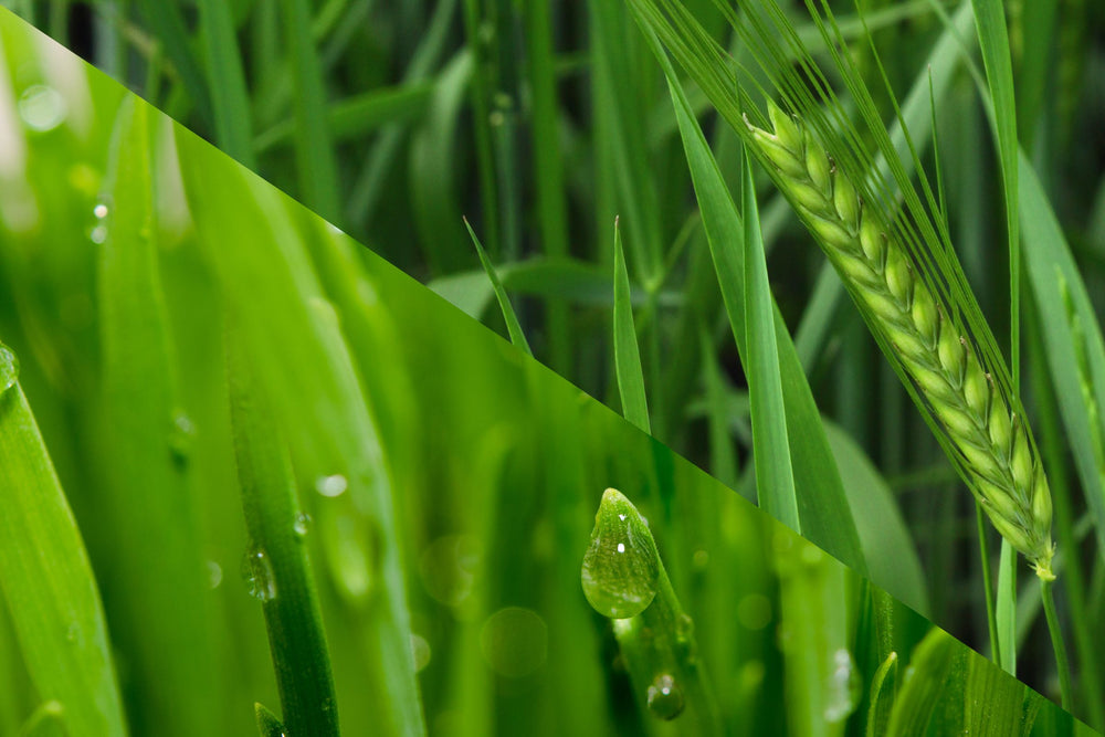Close-up of organic barley and wheat leaves with fresh dew, representing chlorophyll-rich wholefood ingredients that provide natural vitamins, minerals and antioxidant support.