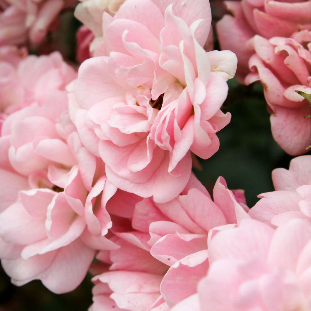 Delicate Bulgarian rose petals captured in bloom, highlighting this luxurious natural ingredient known for hydrating, calming, and rejuvenating benefits in organic skincare.