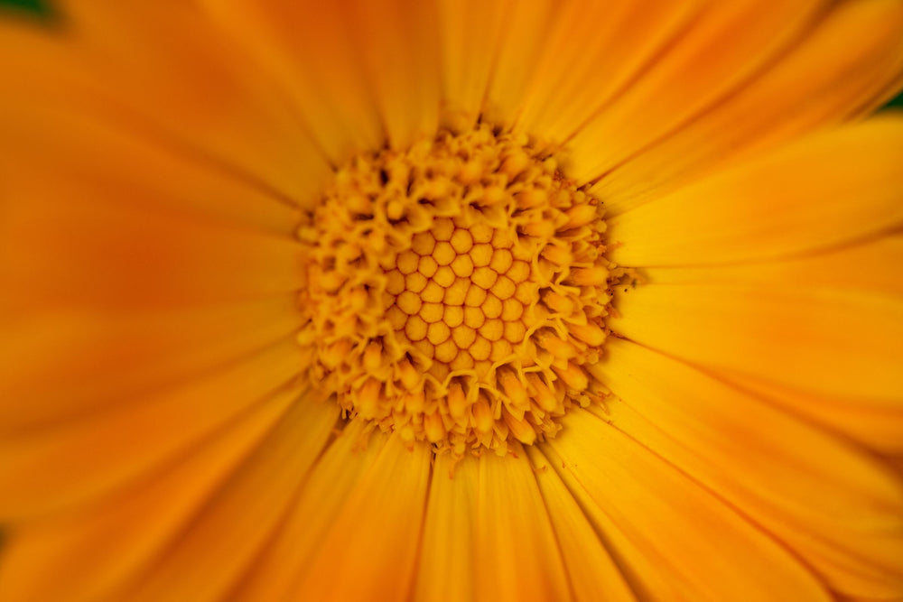 Calendula flower close up, botanical ingredient used in natural skincare, beauty and wellness products for soothing calming and supporting healthy skin barrier function.
