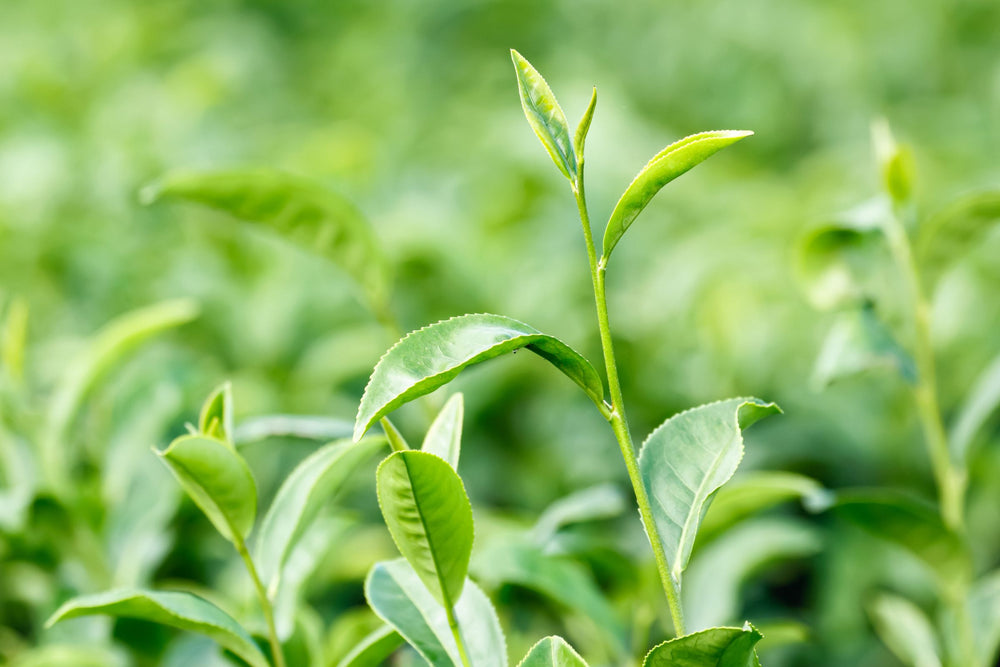 Camellia Sinensis White Tea leaf extract, antioxidant rich botanical for skin protection, anti ageing support and beauty and wellness benefits.