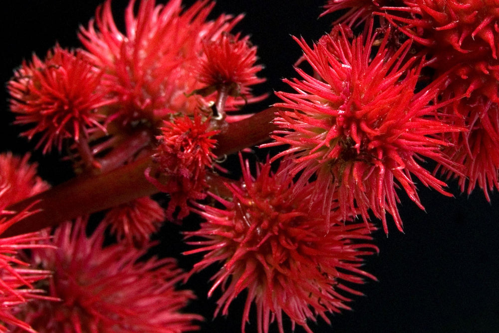 Ricinus communis plant with vibrant red seed pods, botanical source of castor oil used in natural beauty, health and wellness products for skin nourishment, hair growth and holistic wellbeing.
