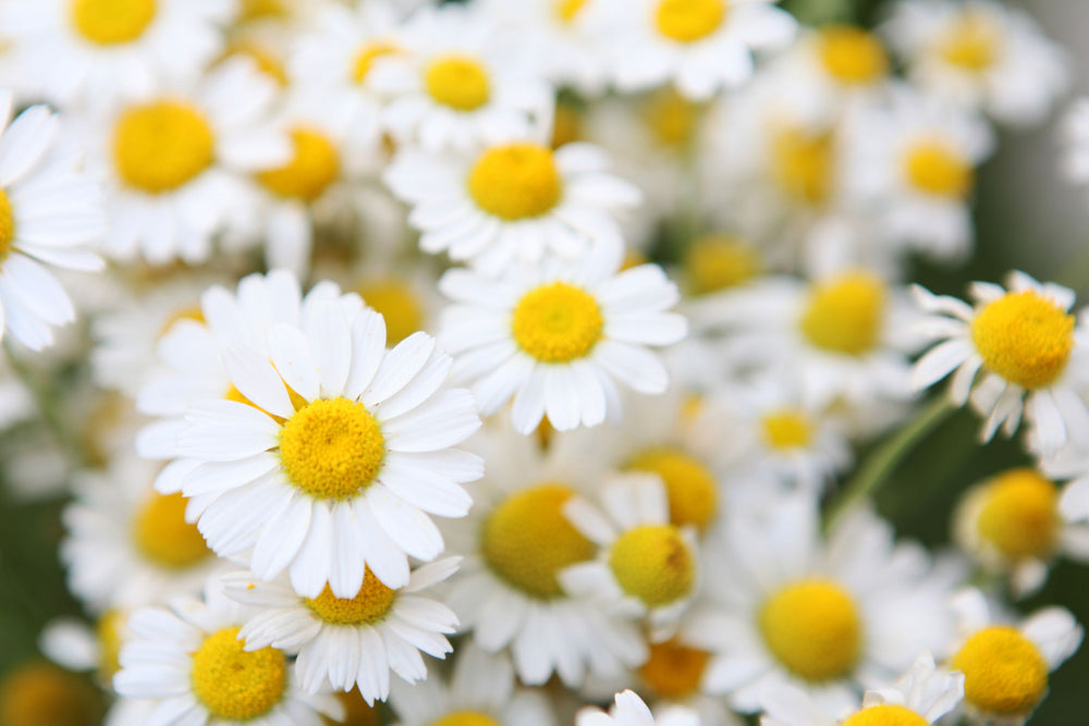Chamomile flowers botanical ingredient known for calming and soothing benefits in beauty and wellness.
