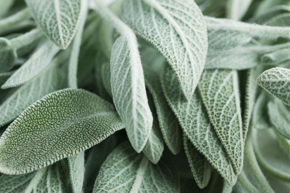 Close-up of Salvia officinalis (sage) leaves – a natural botanical known for its cooling and balancing properties, featured in natural beauty, skincare, health and wellness products at Intentionally Natural NZ