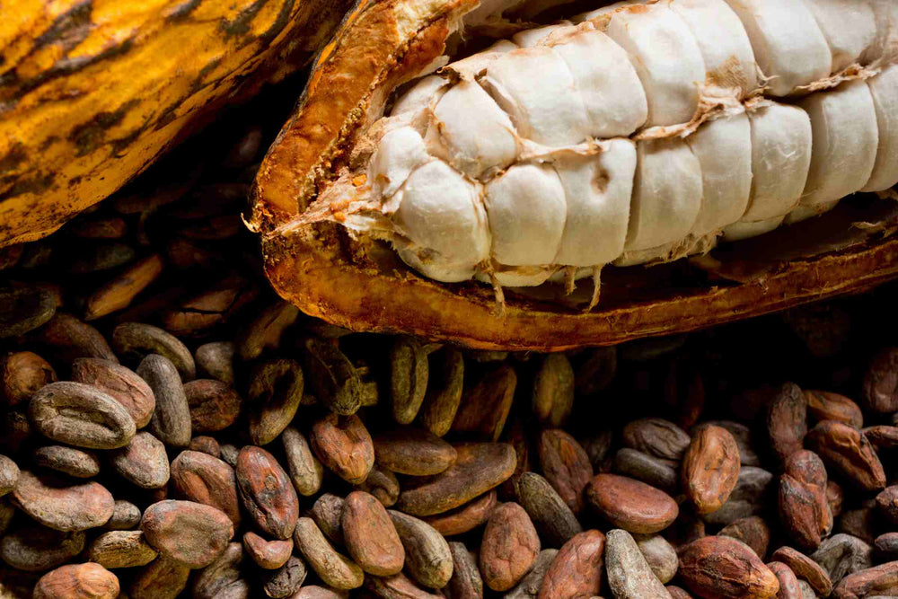 close up of Criollo Cacao (Theobroma cacao) fruit and  beans. A rare heirloom cacao sourced from co-operative farms in Peru. Full of antioxidants, nutrients trace minerals and beneficial compounds and used in beauty health and wellness products.