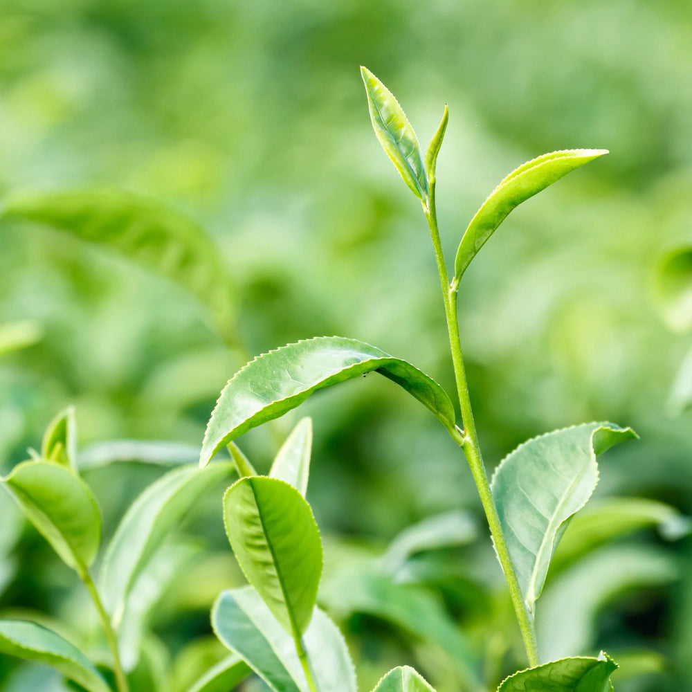Fresh Camellia sinensis leaves, the source of antioxidant-rich green tea extract used in natural skincare to protect and revitalise the skin.
