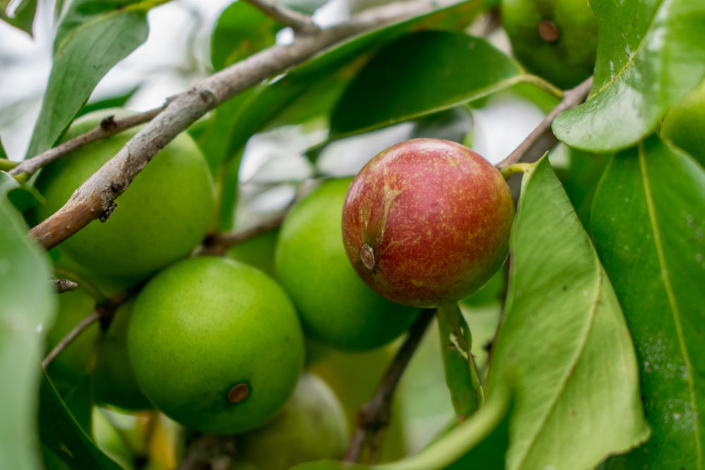 Close-up of Camu Camu fruit growing on the tree.